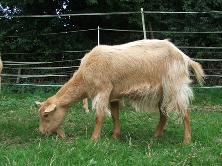 Welcome - Golden Guernsey Goat Society